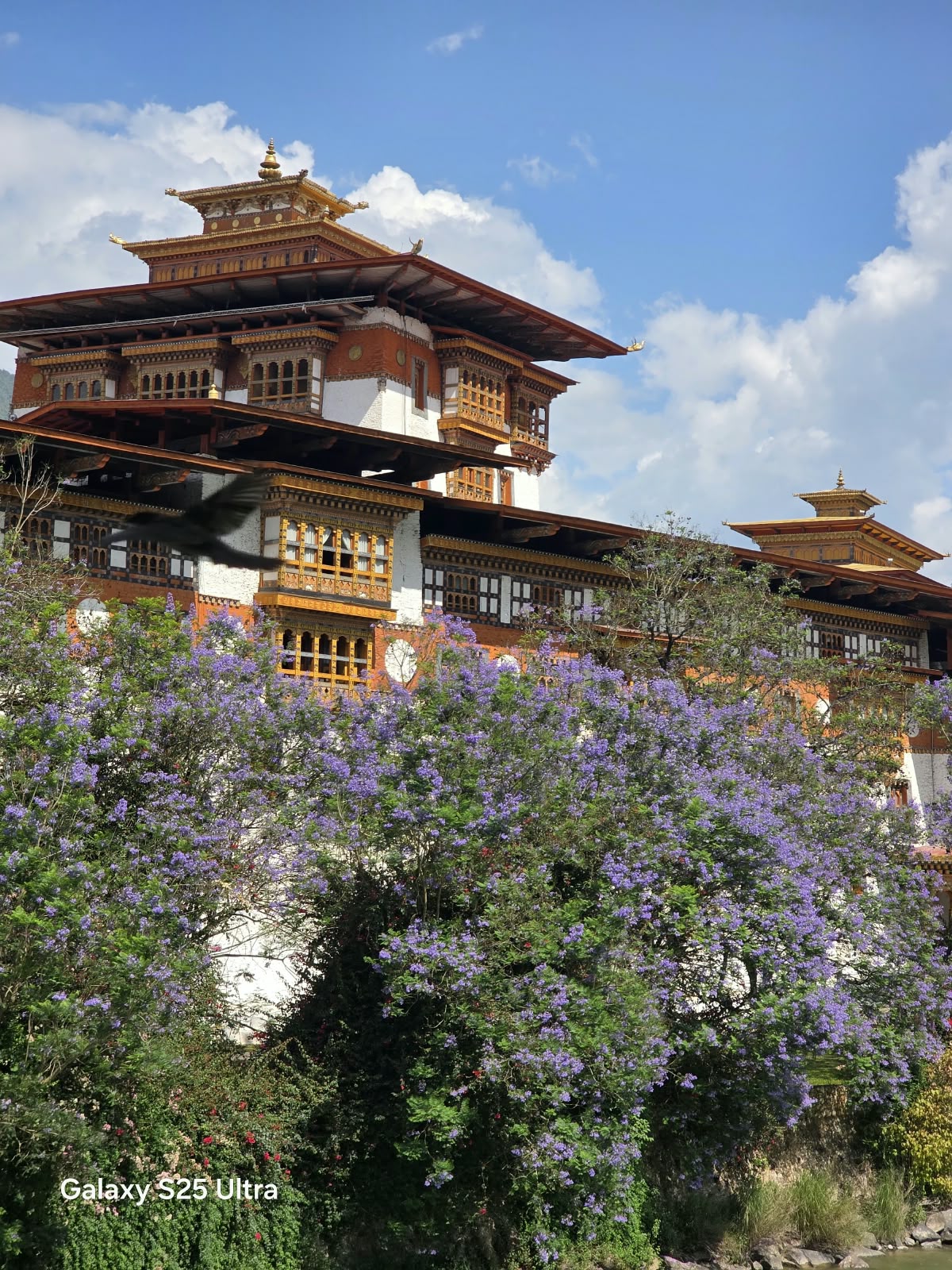 Punakha Dzong framed by flowering trees beneath a blue Bhutanese sky